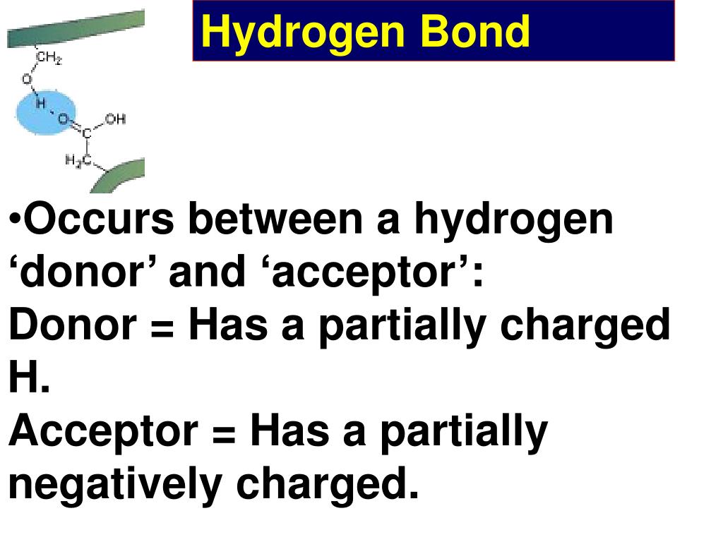 Which Amino Acids Can Donate A Hydrogen Bond