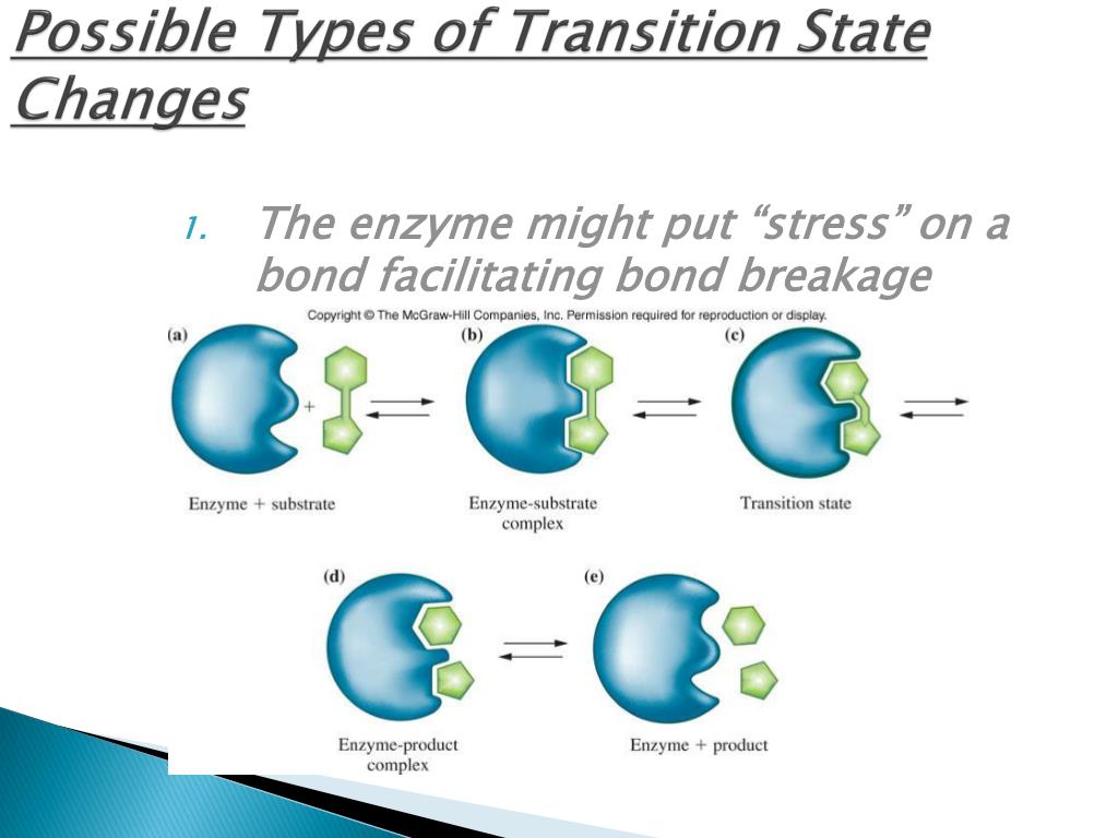 PPT Enzymes Part II PowerPoint Presentation, free download ID2220306