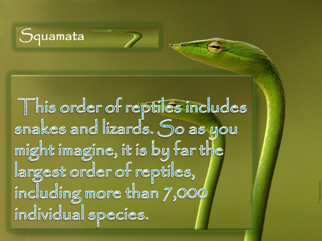 PPT What is a Reptile? PowerPoint Presentation, free download ID