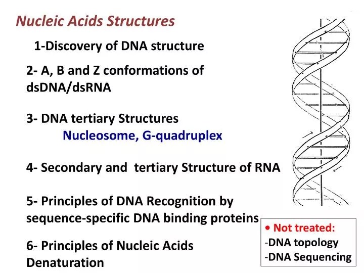 Nucleic Acid Definition