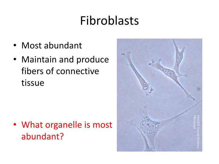 What Prevents Blood Clots In Connective Tissue Matrix