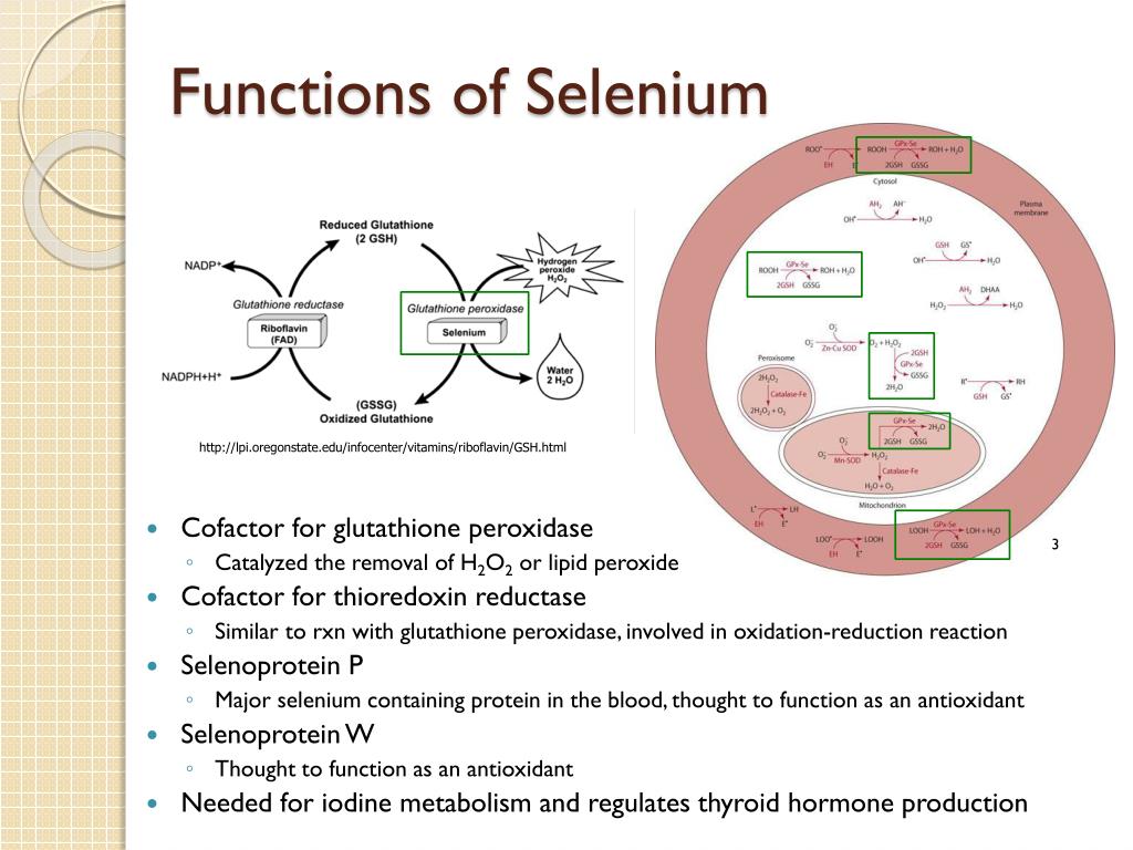 PPT Selenium and the Course of Mild Graves’ Orbitopathy PowerPoint Presentation ID2224036