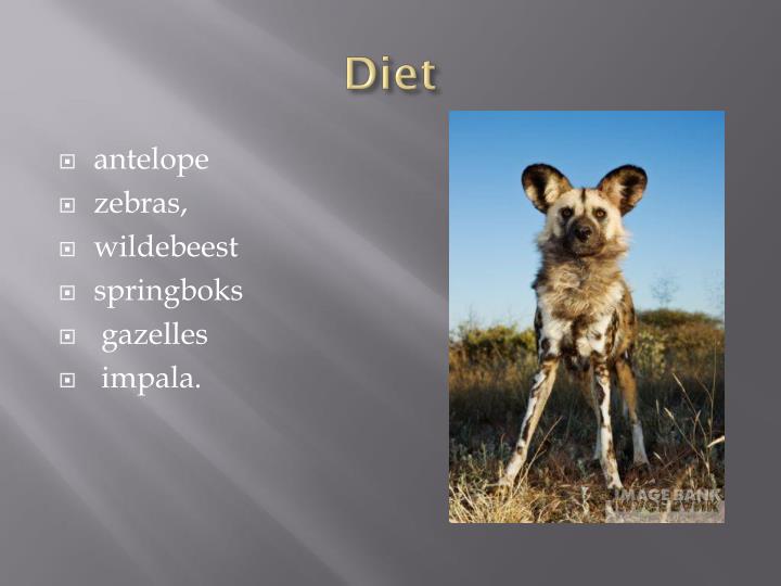 PPT African wild dog PowerPoint Presentation ID2224981