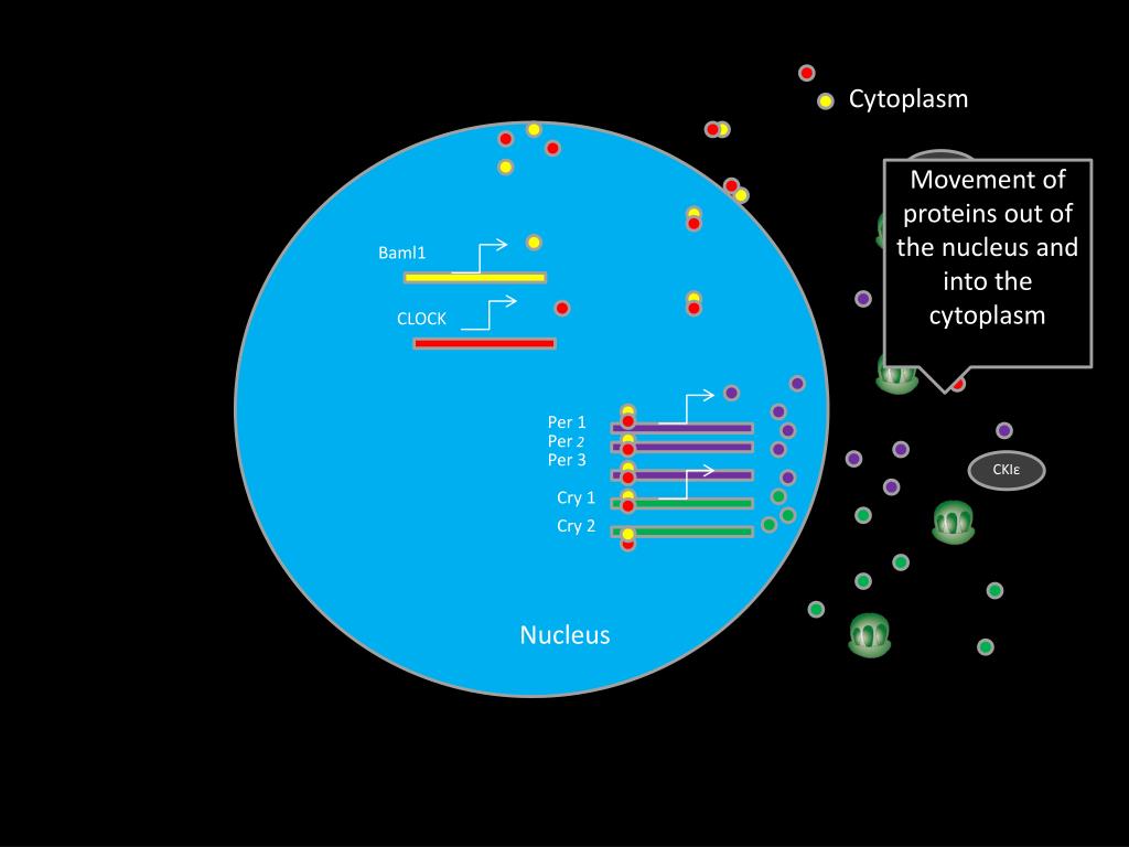 PPT Comparison of Wildtype vs. FASPS Mammalian Molecular Clocks