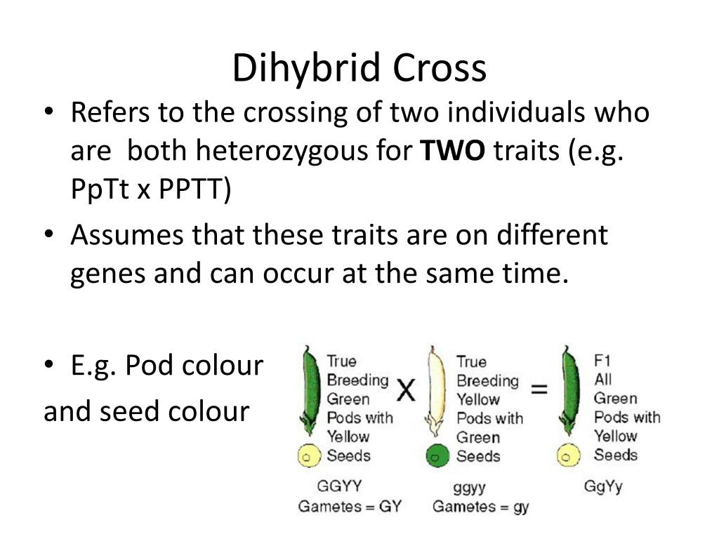 PPT Dihybrid Crosses PowerPoint Presentation, free download ID2225652