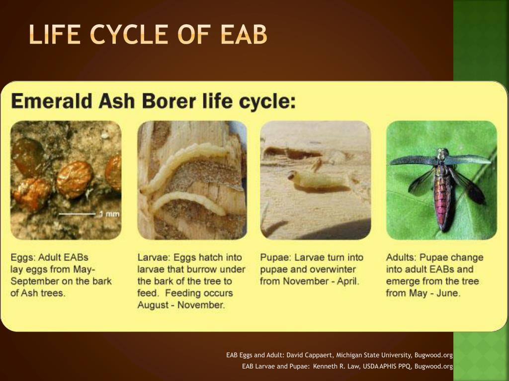 PPT EAB PowerPoint Presentation ID2227072