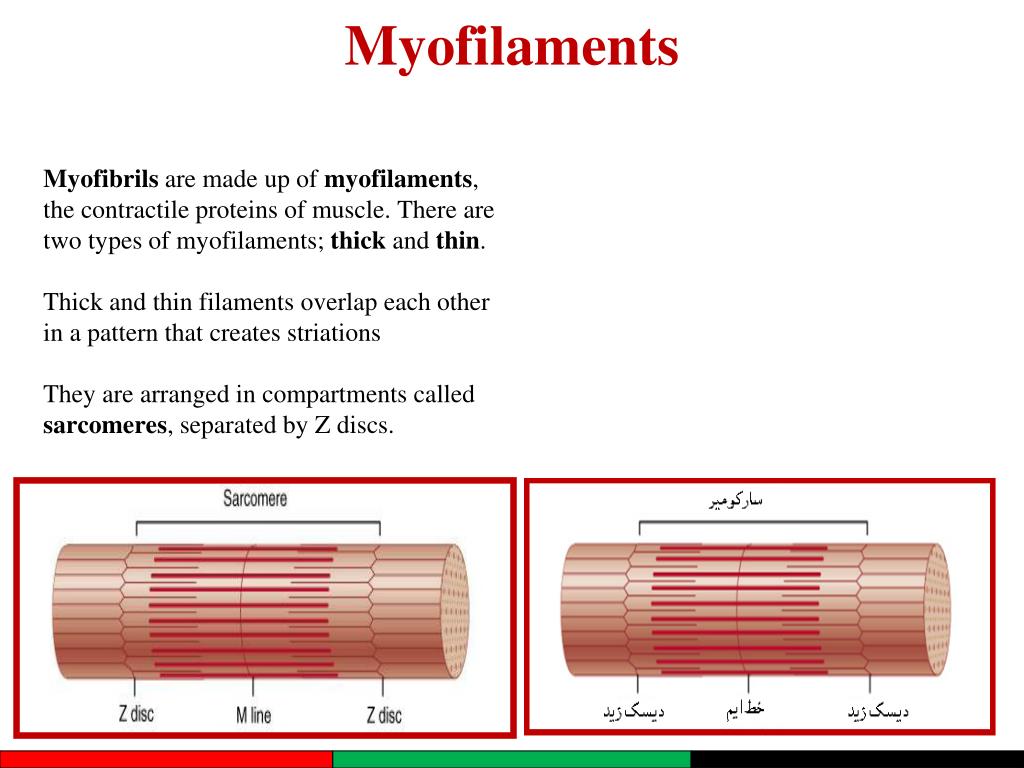 PPT Muscle Tissue سيستم عضلات PowerPoint Presentation, free download