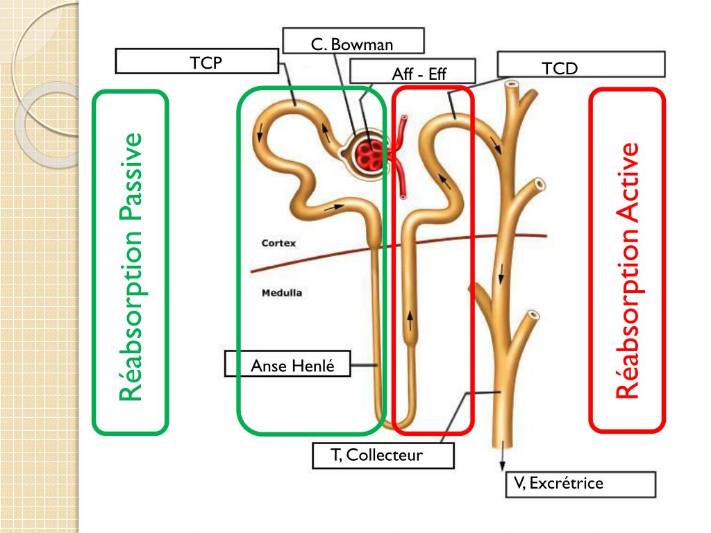 PPT L’INSUFFISANCE RENALE AIGUE PowerPoint Presentation, free