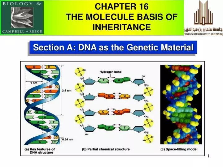 Build A Concept Map To Review The Evidence Used To Determine That Dna Was The Genetic Material PPT Section A DNA as the Material PowerPoint Presentation