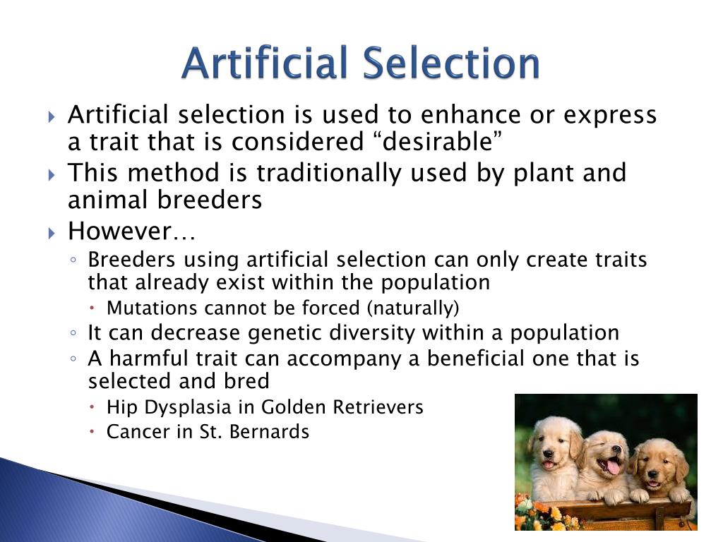 PPT The Theory of Evolution PowerPoint Presentation, free download ID2228730