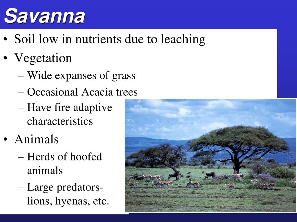 PPT Biogeography Climate, Biomes, and Terrestrial Biodiversity