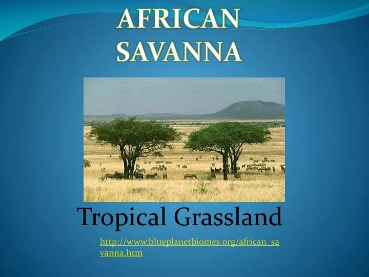 PPT Tropical Grassland PowerPoint Presentation ID2234273