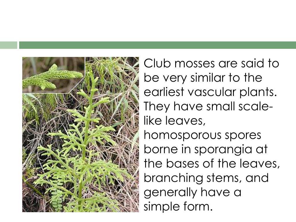 PPT Club Mosses PowerPoint Presentation, free download ID2235406