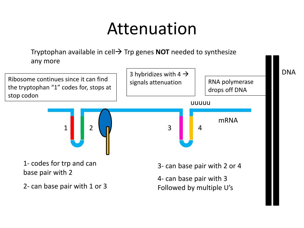 PPT History of Microbiology PowerPoint Presentation, free download