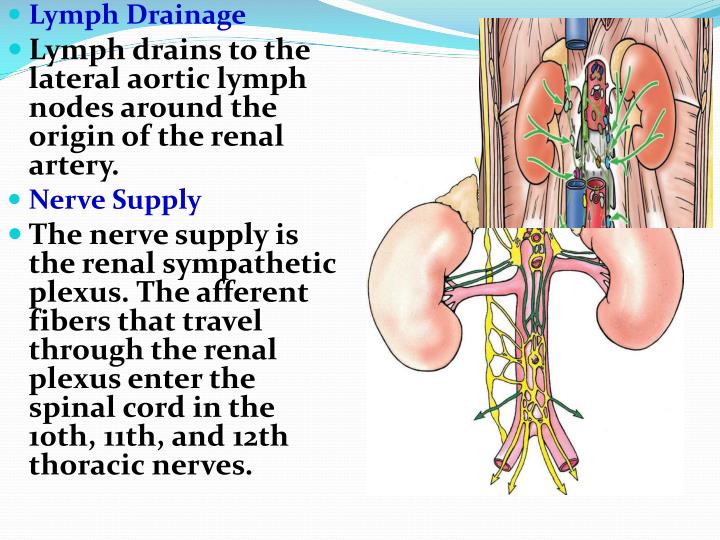 PPT Anatomy of The Kidney & Ureter PowerPoint