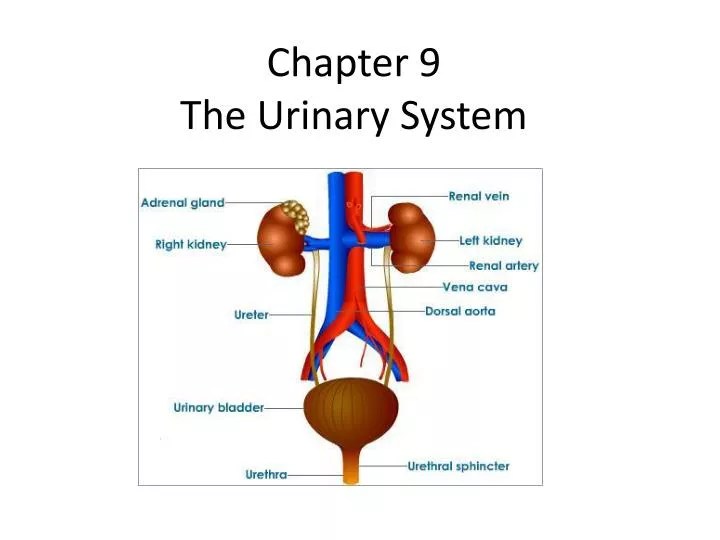 PPT Chapter 9 The Urinary System PowerPoint Presentation, free