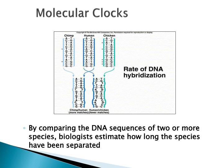 Molecular Clock Diagram