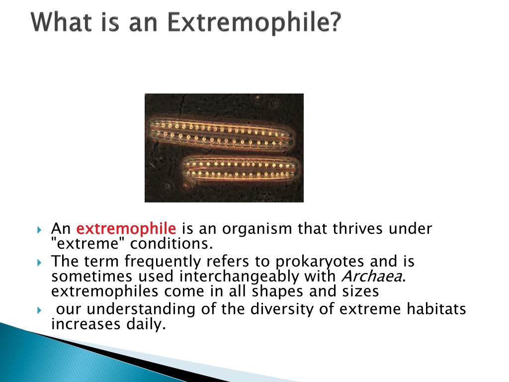 PPT Classification PowerPoint Presentation, free