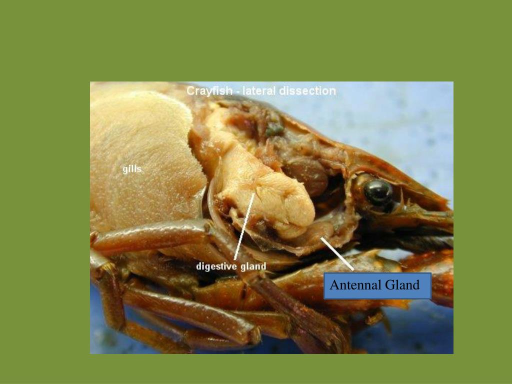 PPT Crawfish Anatomy PowerPoint Presentation, free download ID2242201