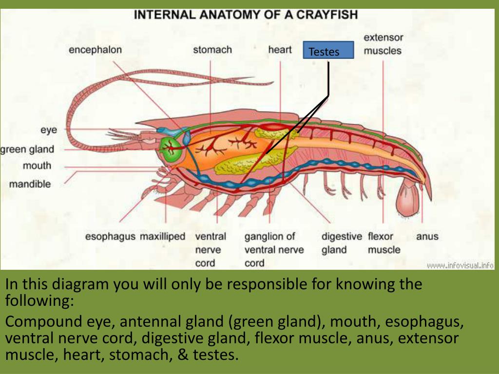 PPT Crawfish Anatomy PowerPoint Presentation, free download ID2242201