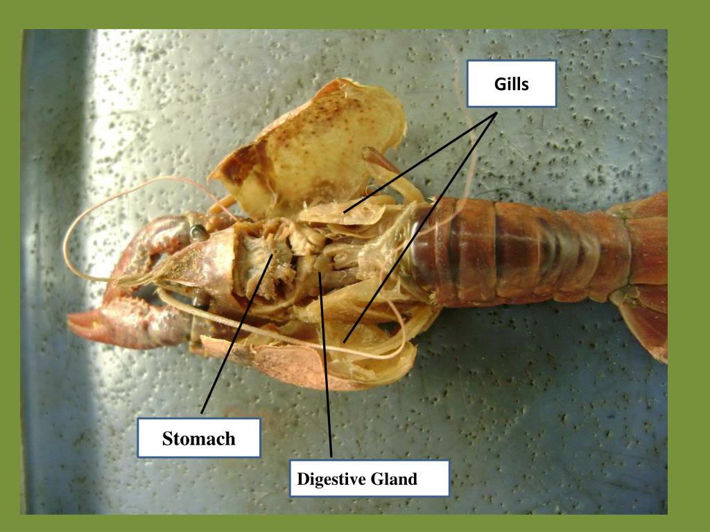 PPT Crawfish Anatomy PowerPoint Presentation, free download ID2242201