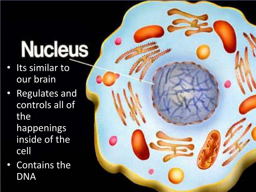 PPT Unicellular Organisms PowerPoint Presentation, free download ID