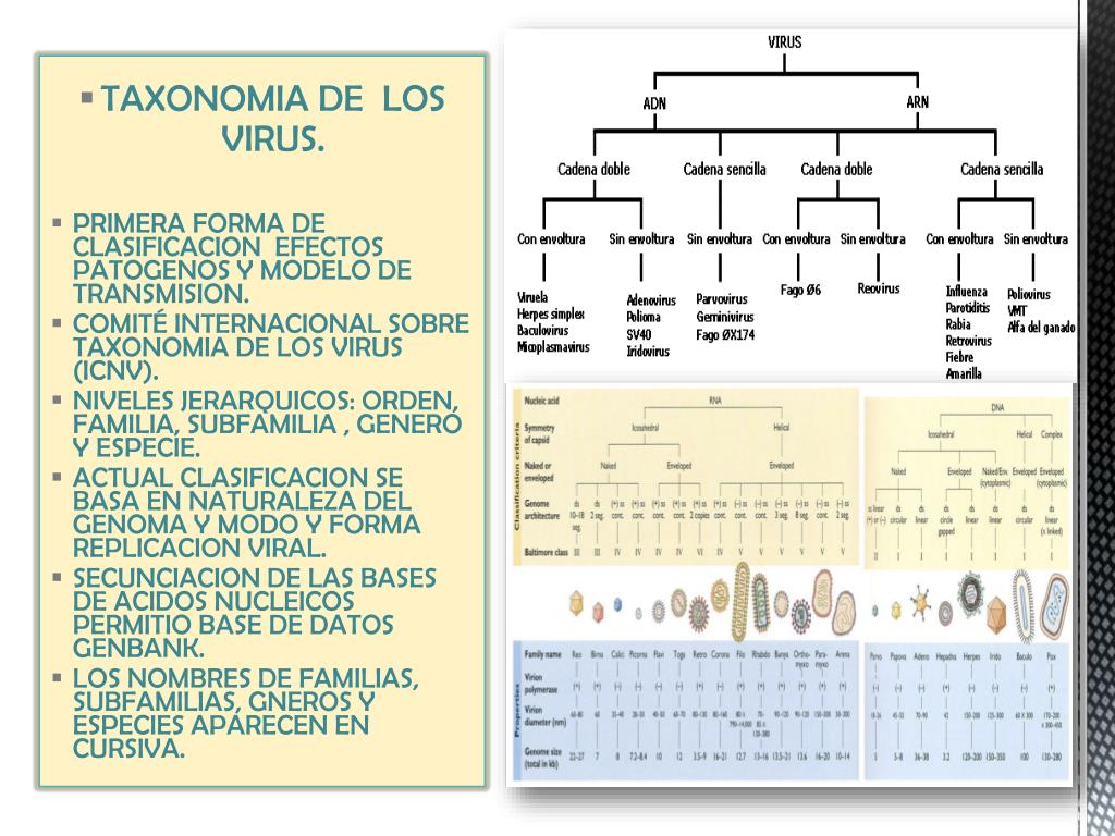 PPT VIROLOGIA VETERINARIA PowerPoint Presentation, free download ID