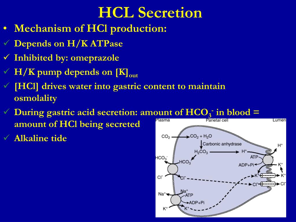 PPT Gastric Motility & Secretion PowerPoint Presentation, free