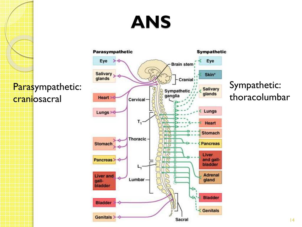 PPT PARASYMPATHATIC NERVOUS SYSTEM PowerPoint Presentation, free