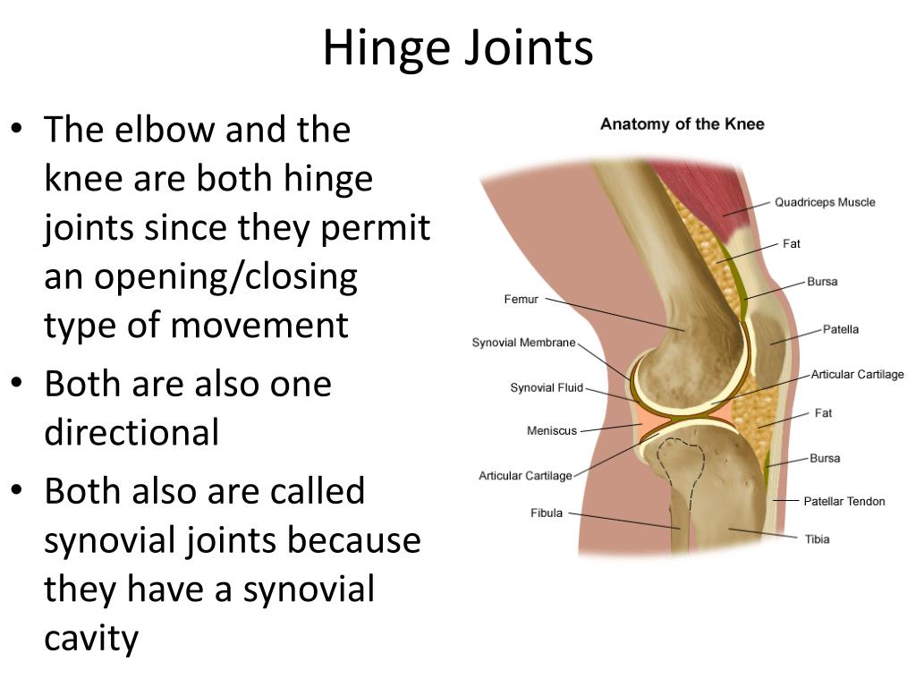 PPT 11.2 Muscles and Movement PowerPoint Presentation, free download ID2245497