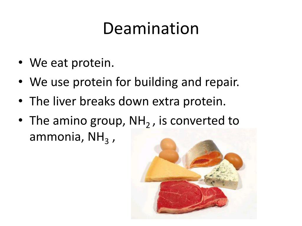 PPT 3.12 The Excretory System PowerPoint Presentation, free download