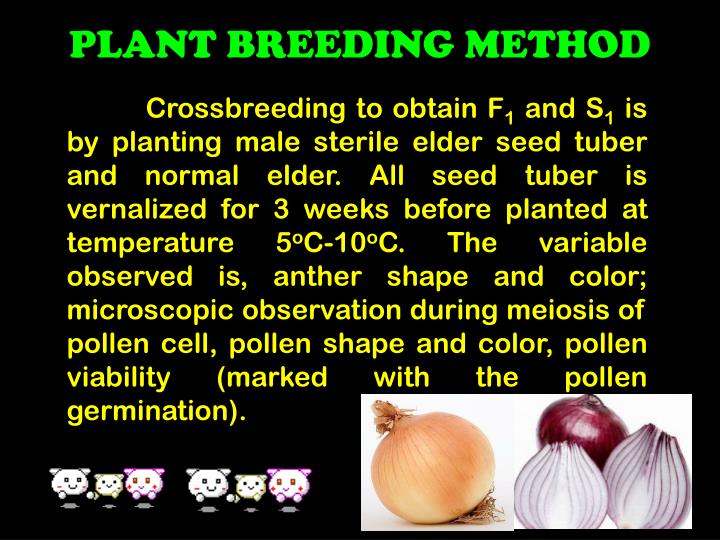 PPT ONION PLANT BREEDING PowerPoint Presentation ID2248288