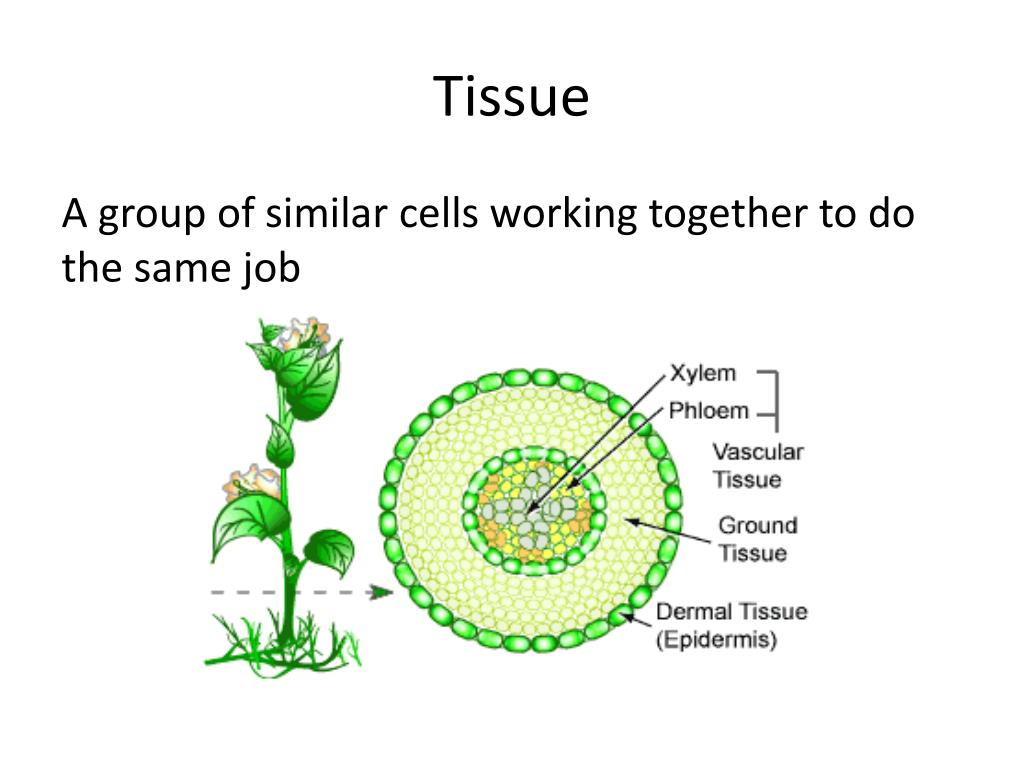 PPT Unit 4 Notes Kingdom Plantae PowerPoint Presentation, free