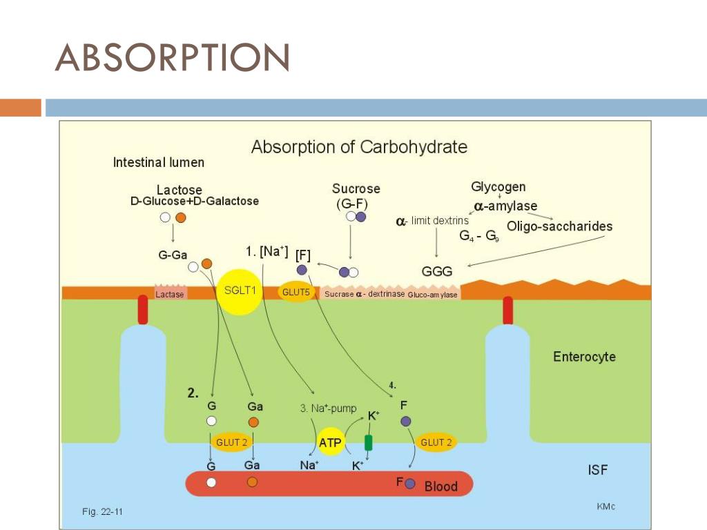 PPT Gastrointestinal Physiology PowerPoint Presentation, free