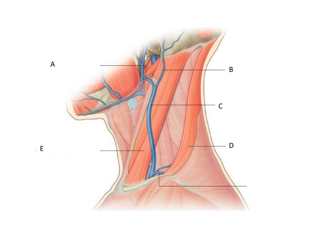 Anatomy head and neck Quiz Purpose…
