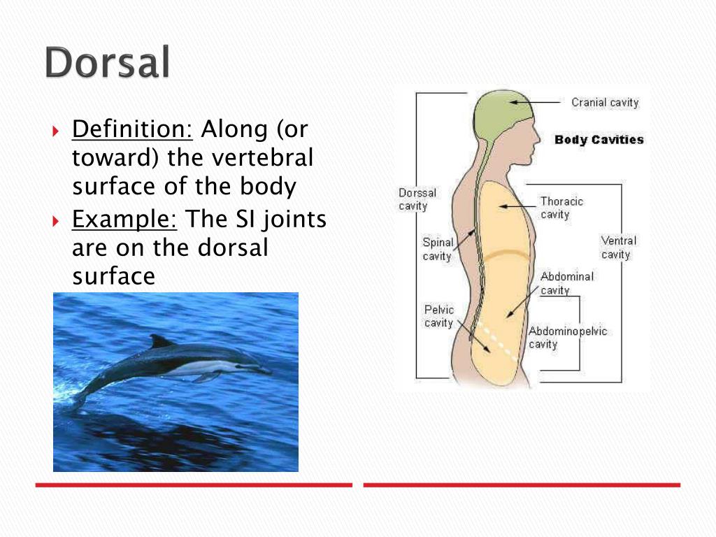 PPT Anatomical Planes and Directions PowerPoint Presentation, free