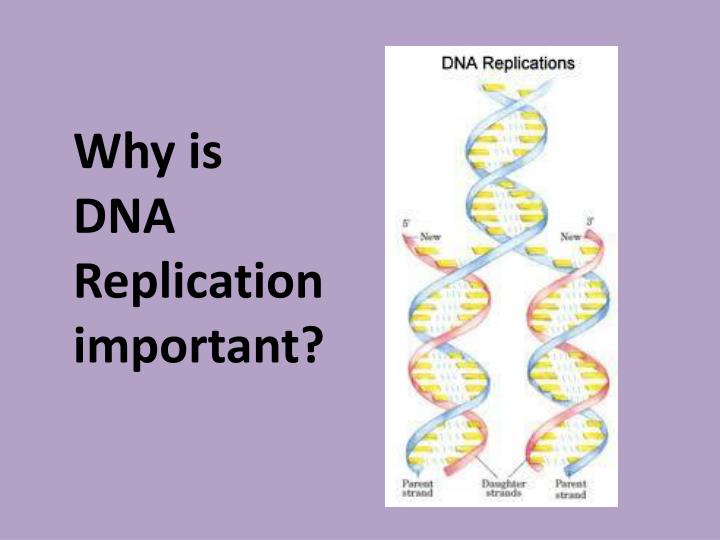 PPT Protein Synthesis & Mutations PowerPoint