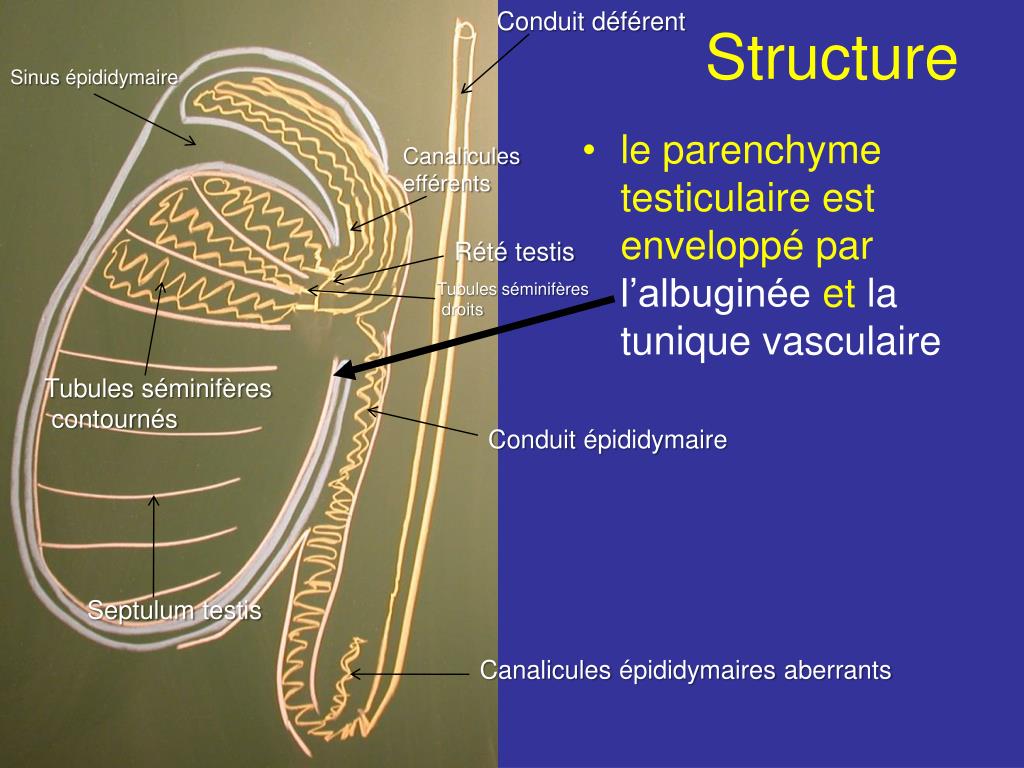PPT TESTICULE ET EPIDIDYME PowerPoint Presentation, free download