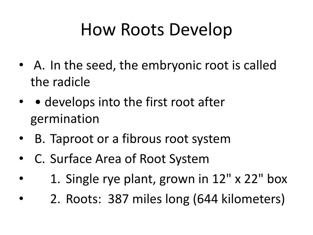 PPT Roots PowerPoint Presentation, free download ID2254032