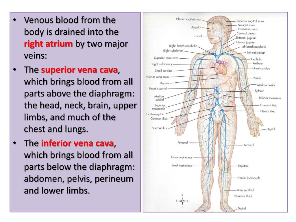PPT Major Veins of the body PowerPoint Presentation, free download