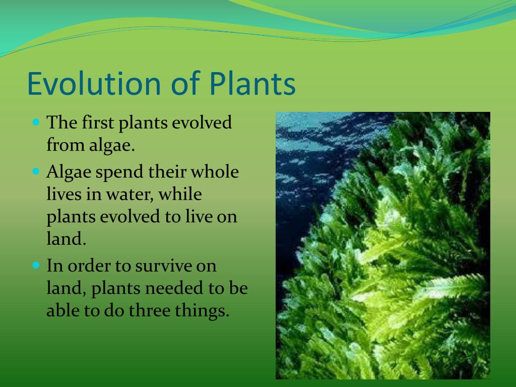 PPT Ch. 22 Plant Diversity PowerPoint Presentation