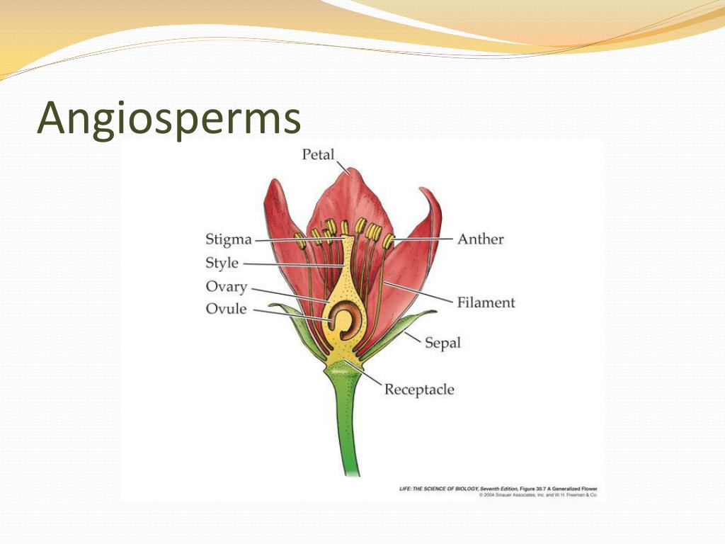 PPT Plant Diversity PowerPoint Presentation, free download ID2254968