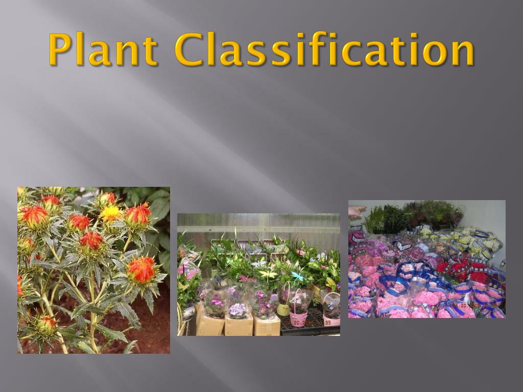 Ppt - Plant Classification Powerpoint Presentation, Free Download - Id:2254991