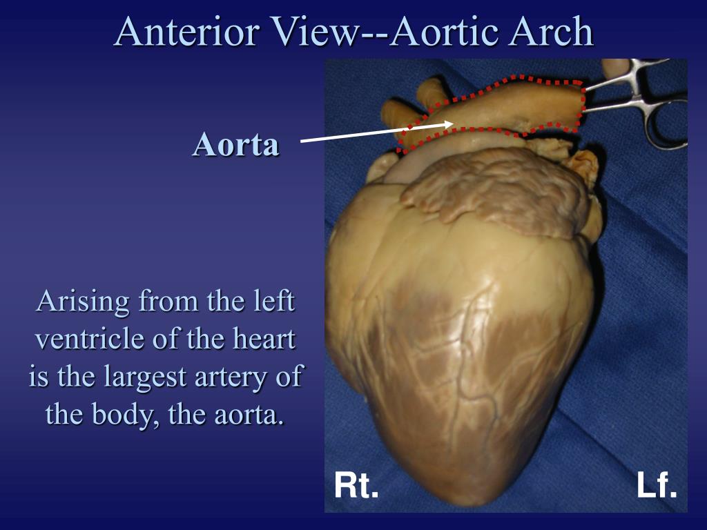 Fetal Pig Heart Anatomy
