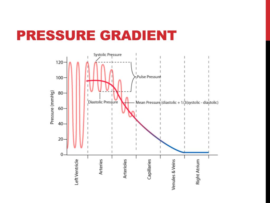 PPT Cardiovascular System PowerPoint Presentation, free download ID