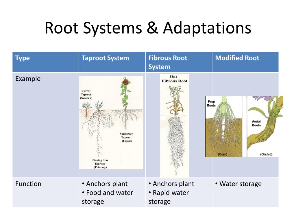 PPT Plant Structure and Function PowerPoint Presentation, free