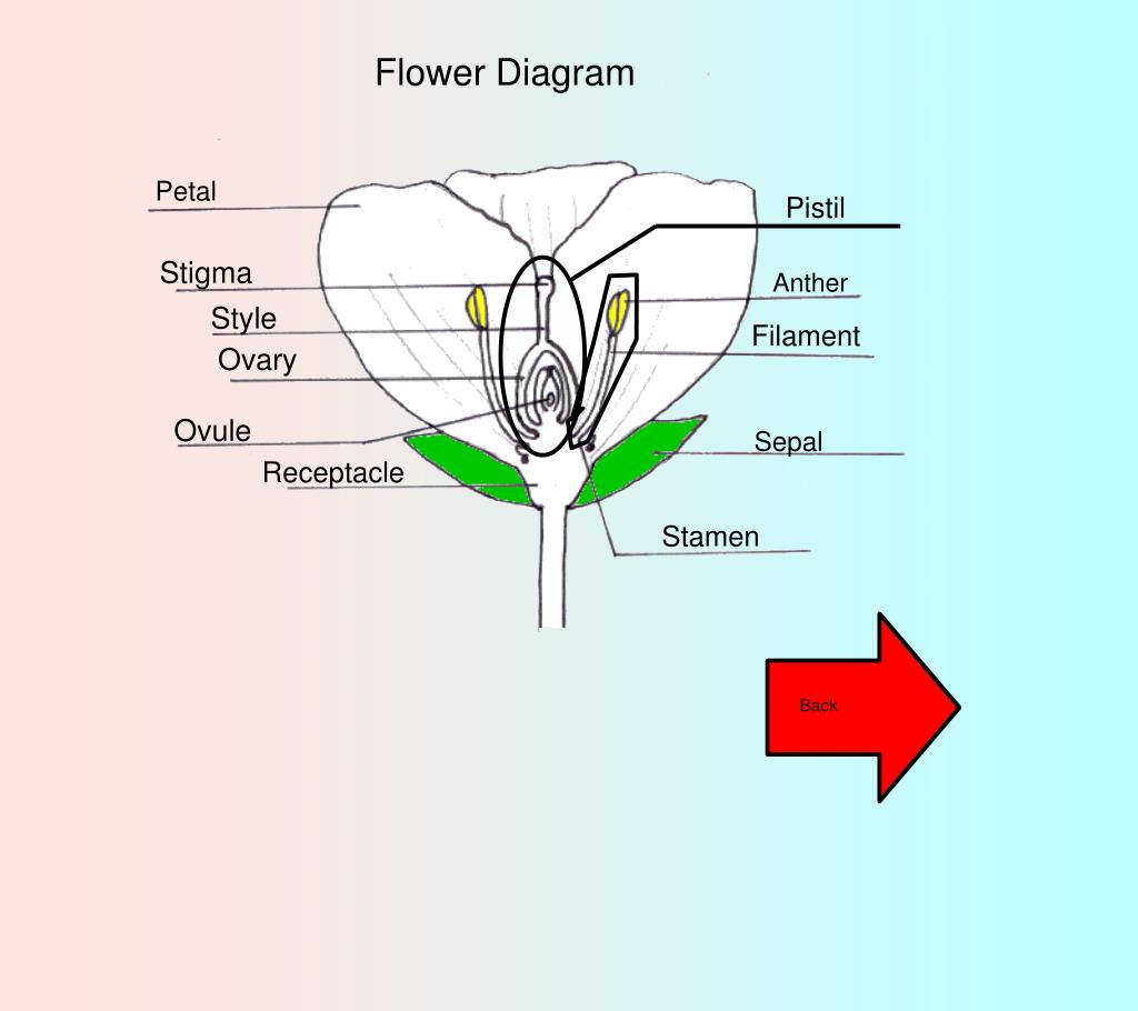 PPT Angiosperms and their Divisions PowerPoint Presentation, free