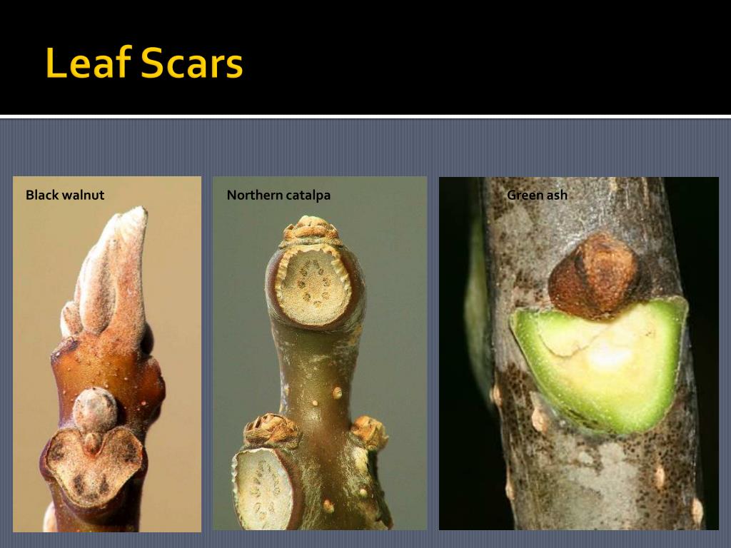 PPT Tree Identification Basics PowerPoint Presentation, free download