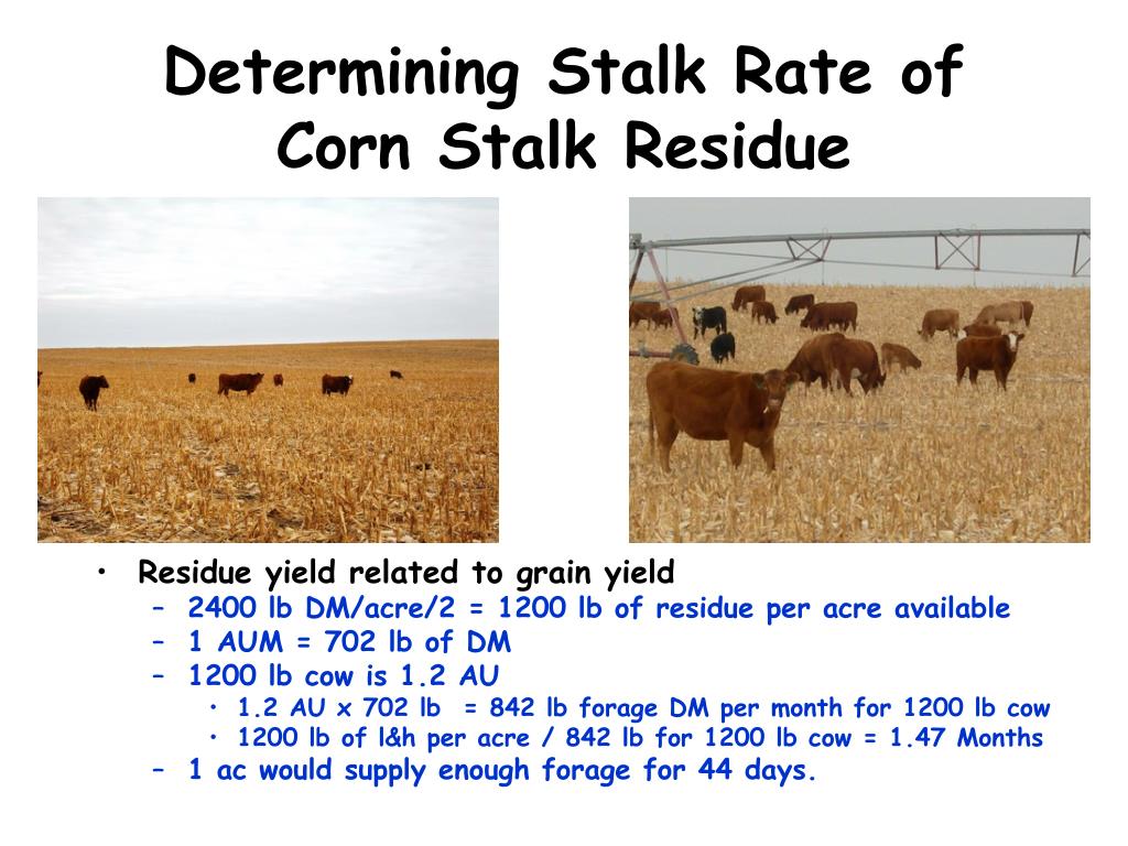 PPT Grazing Corn Stalk Residue With Beef Cows PowerPoint Presentation