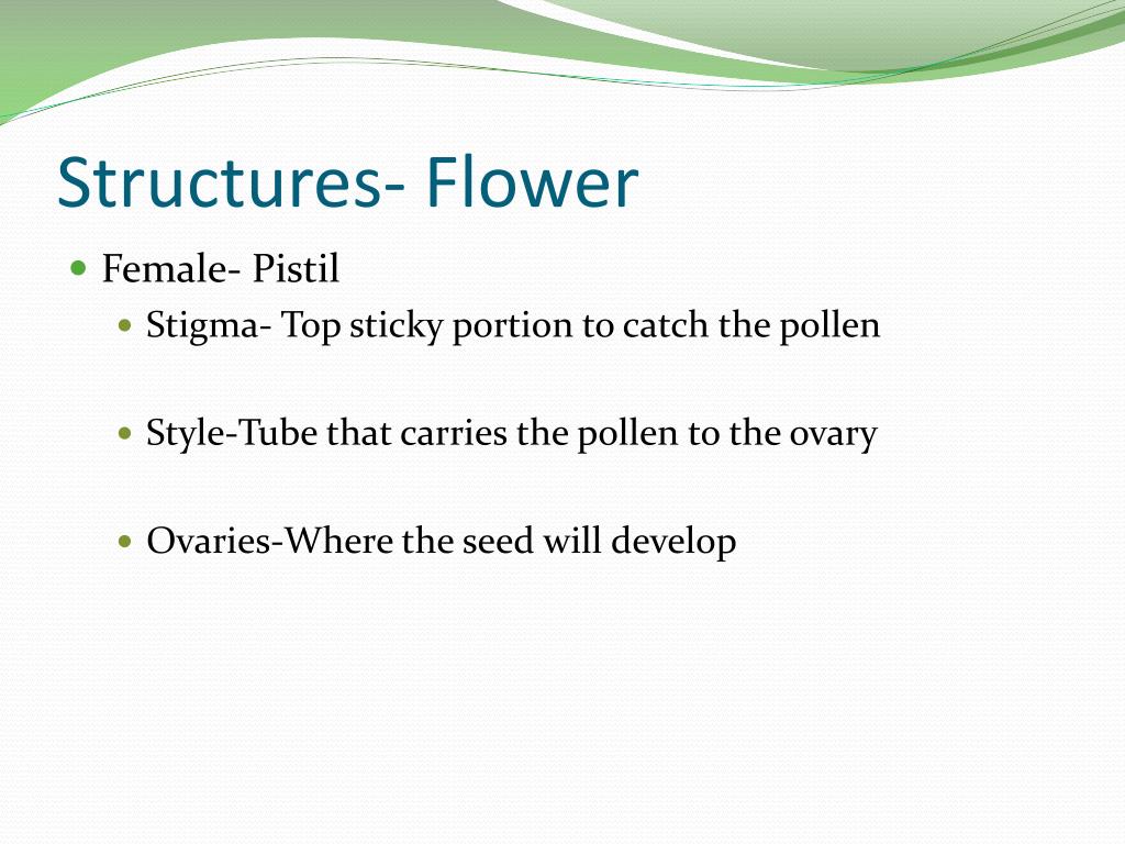 PPT Plants as Living Organisms PowerPoint Presentation, free download
